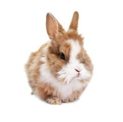 Fluffy rabbit isolated on white. Cute pet