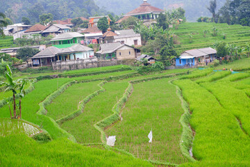 Fototapeta na wymiar rice fields in island