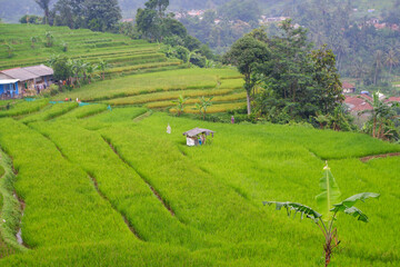 rice terraces in island