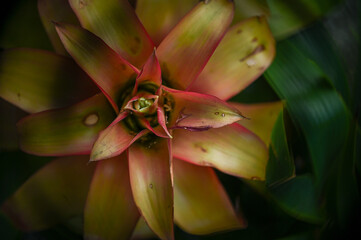 flower of a cactus, pink and yellow flower, close up of plant, Bromelia, botany, family...
