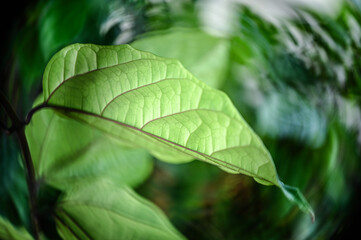 close up of a leaf, close up of green leaf, passion fruit leaf, blurred background, blurred image,...
