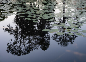 reflection in the water lilies