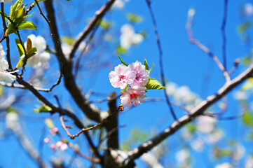中央に桜が華やかに