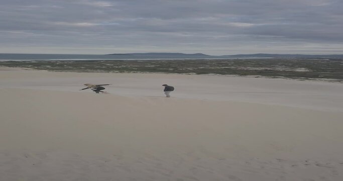 Dunas Joaquina Floripa Florianopolis Drone Areias Litoral Praia Surf Sandboard Prancha Parque Natural Esportes Deserto Aventura Natureza Paisagem Ecossistema Diversidade Geografia Geologia Turismo