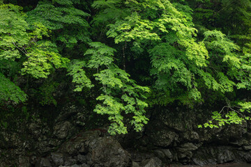 初夏の山の風景