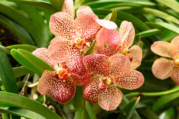 Hybrid orange red Vanda orchid flower bouquet in ornamental garden