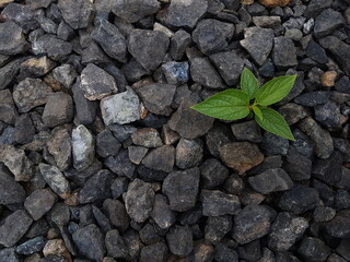 small tree grow on stone floor texture. green grass Plants grow on pebbles ground. Nature background concept from beach for an industrial. 