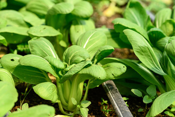 Bok choy plant growing in organic vegetable garden using drip Irrigation system