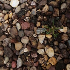 small tree grow on stone floor texture. green grass Plants grow on pebbles ground. Nature background concept from beach for an industrial. 