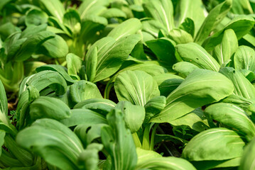 Fototapeta premium Bok choy plant growing in organic vegetable garden using drip Irrigation system