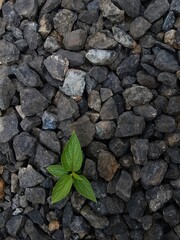 small tree grow on stone floor texture. green grass Plants grow on pebbles ground. Nature background concept from beach for an industrial. 