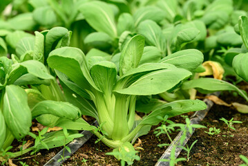 Bok choy plant growing in organic vegetable garden using drip Irrigation system