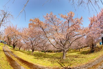 長湯の大漁桜