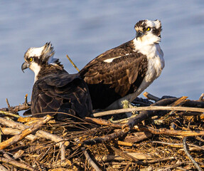 Osprey on the nest.