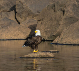 American Bald Eagle on a perch.