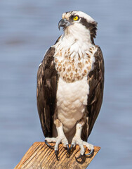 Osprey on the nest.