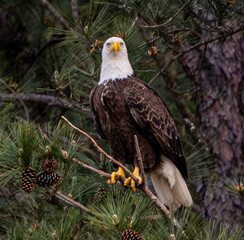american bald eagle on a branch