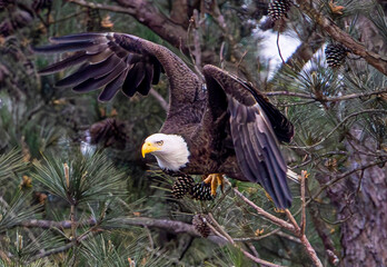 American Bald Eagle take-off