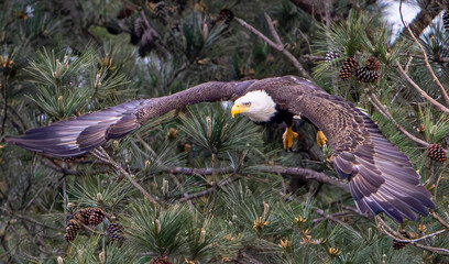 Bald Eagle take-off