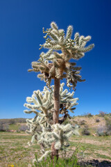 Jumping Cholla cactus with clear blue sky background in the Salt River management area near Scottsdale Arizona United States