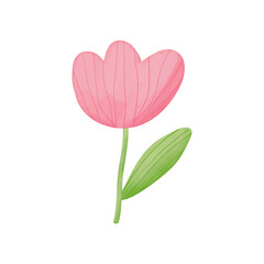 Beautiful pink tulip flower isolated on white background. Vector illustration