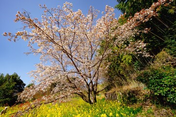 魚見桜