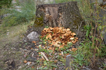 mushrooms in the forest