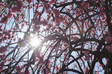 輝く太陽と優美なピンクのしだれ梅