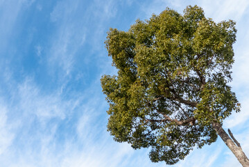 公園の一本の木