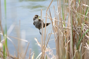 Bird in reed