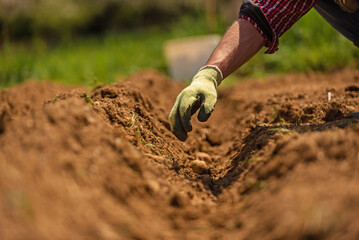 Close up shot of a male farmer hands planting potatoes in soil on an agricultural field.