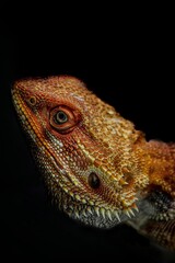 bearded dragon lizard