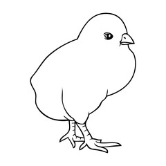 chicks line vector illustration