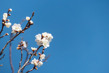 早春の青空に白梅　春の到来　滋賀県大津市びわこ文化公園