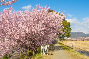 南足柄市春木経 春めき桜 河川敷を散歩する犬