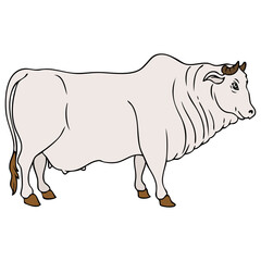 cow vector illustration