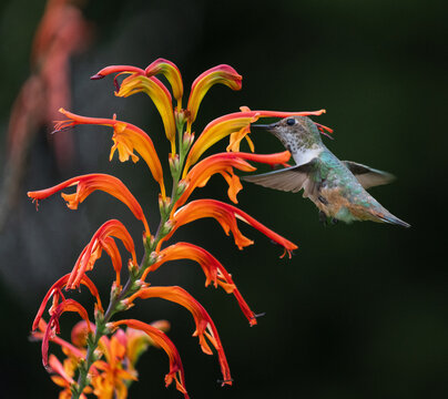 Hummingbird feeding at Lucifer Plant.