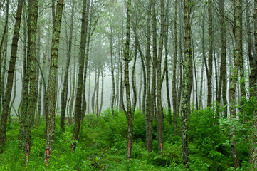 Coban Talun Pine Forest, Malang, Indonesia