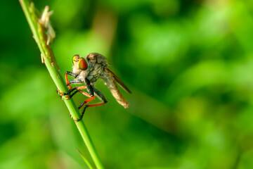 Robber flies or Asilidae is perched on the branch of the twig in bush area