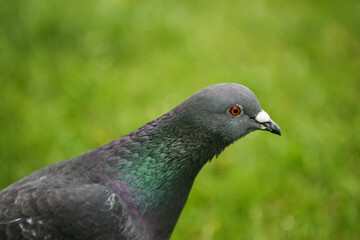 portrait of a pigeon