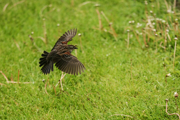 bird in flight