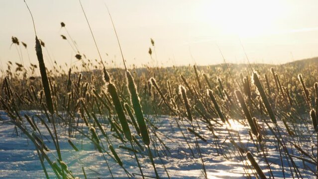 The reeds on the lake are swaying in the rays of the bright sun at sunset. Beauty is in nature. Winter landscape.