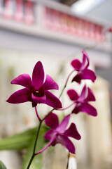 close up photo of orchid flowers in the garden
