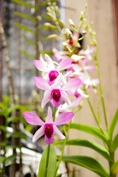 close up photo of orchid flowers in the garden
