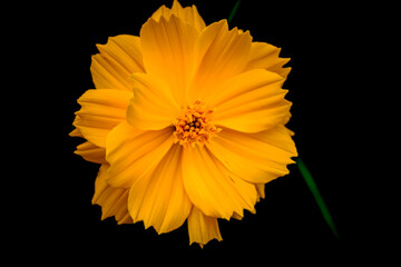yellow kenikir flowers that provide tranquility 