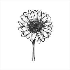 black and white daisy flower isolated on background. Hand drawn sketch for greeting cards, birthday and wedding invitations, Valentine's Day, mother's day. monochrome engraving
