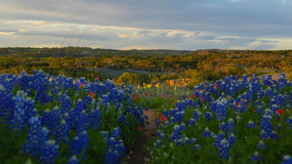 Bluebonnets in the beautiful Texas Hill Country