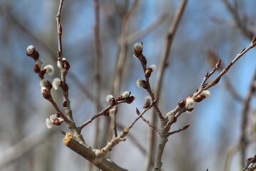 Trees Coming To Life, Pylypow Wetlands, Edmonton, Alberta