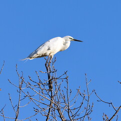 Egretta garzetta standing on the top of the tree.