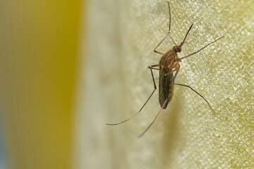 Fototapeta premium Mosquito perched on the bath curtain